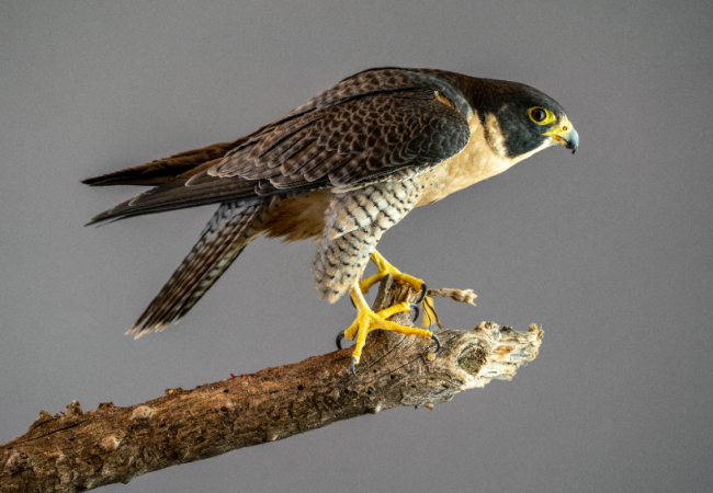 falcon stock photo
